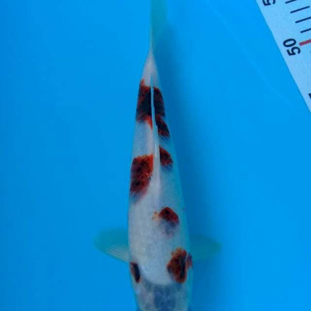 Goromo