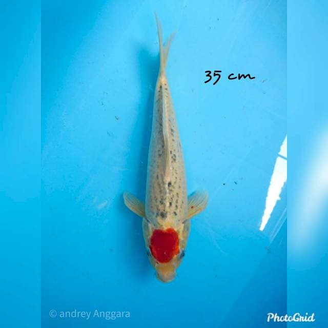 tancho ghosiki 35 cm