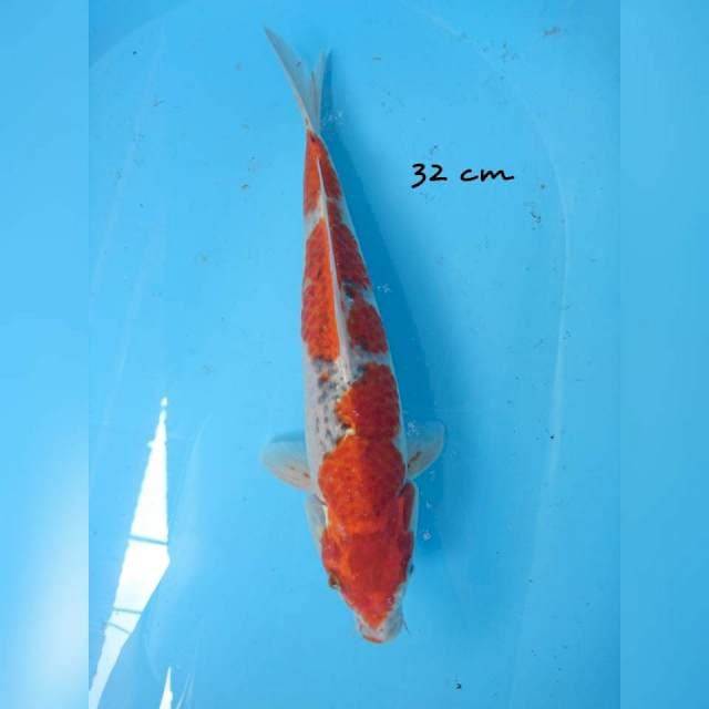 ghosiki 32 cm