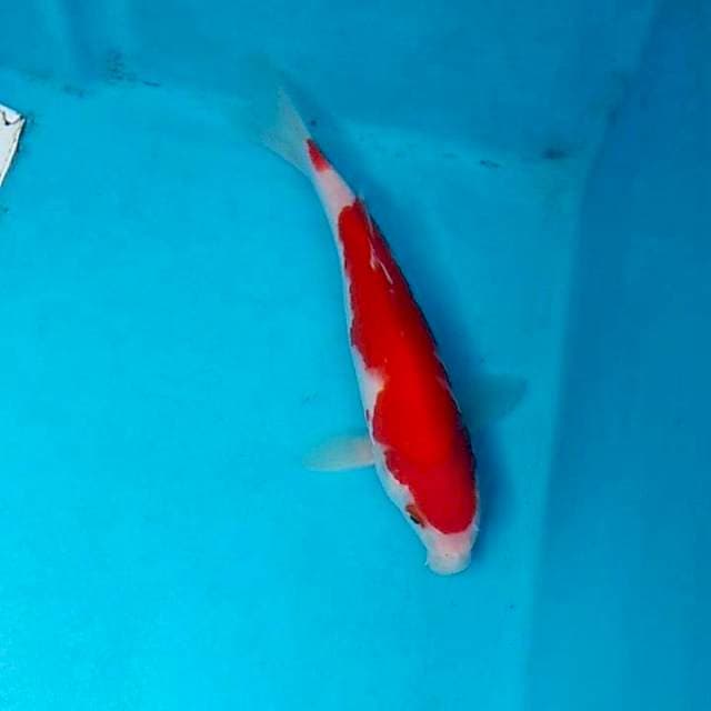 A4 kohaku