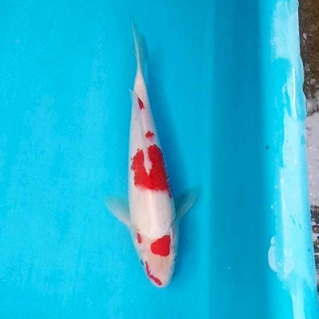 A5 kohaku