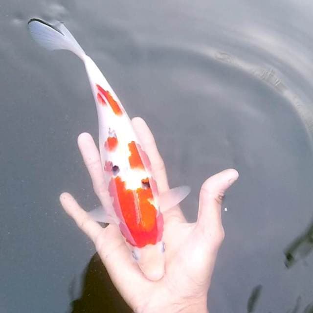 C8 😹
