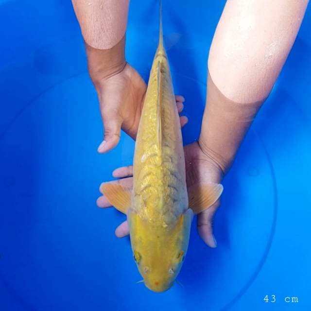 Cagoi 43 cm