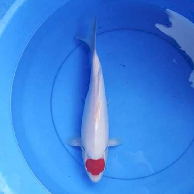 Tancho ori 37 cm