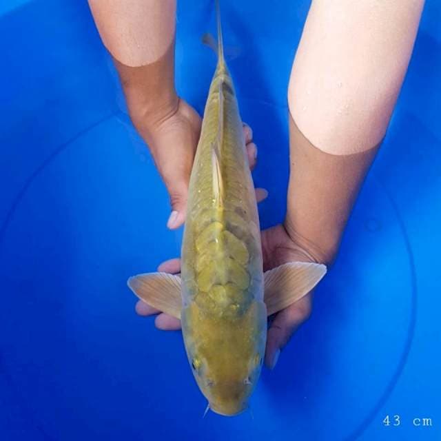 Chahoi 43 cm