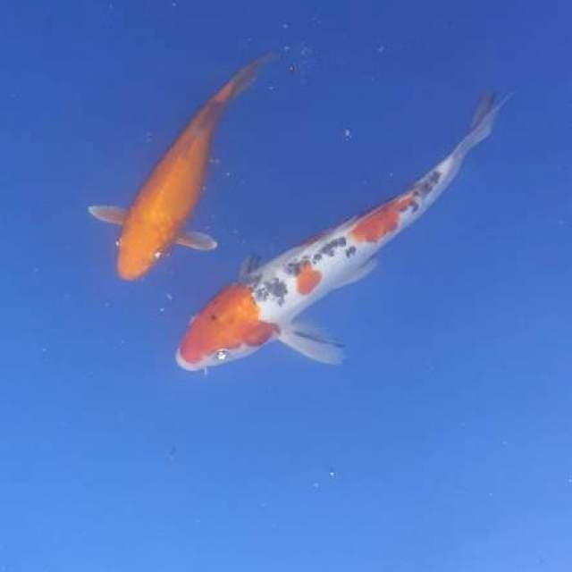 Sanke beni 28. 36cm