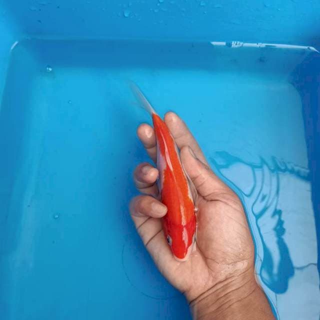 F1 IMPORT KOHAKU MERAH BULKY