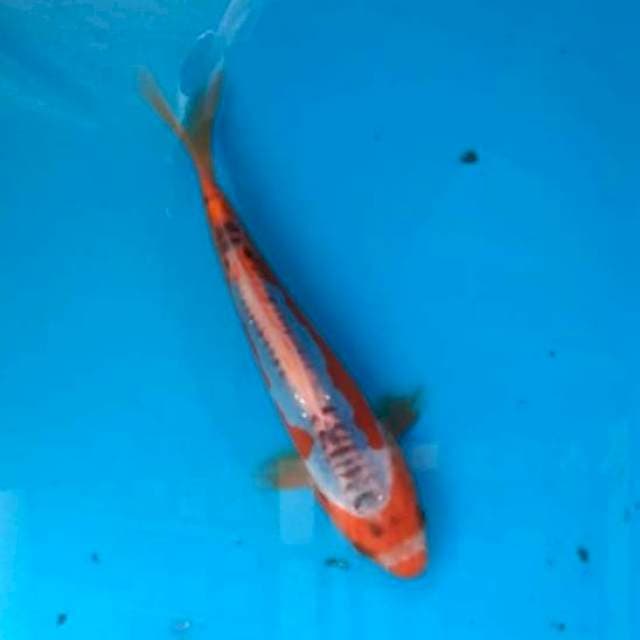 Baby shusui