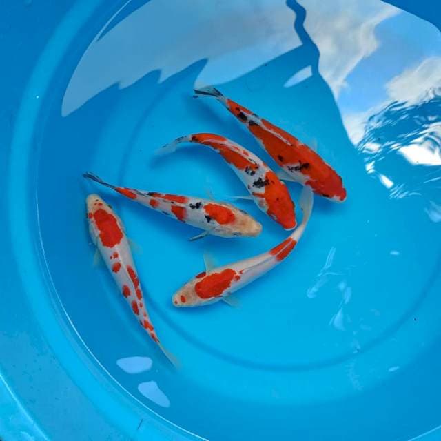 Paket mix 19 -20 cm