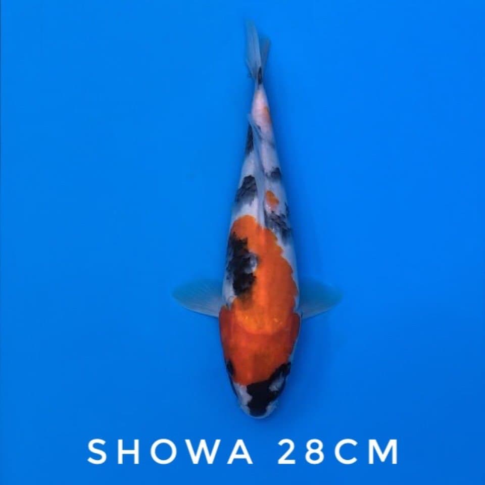 showa hq 28cm