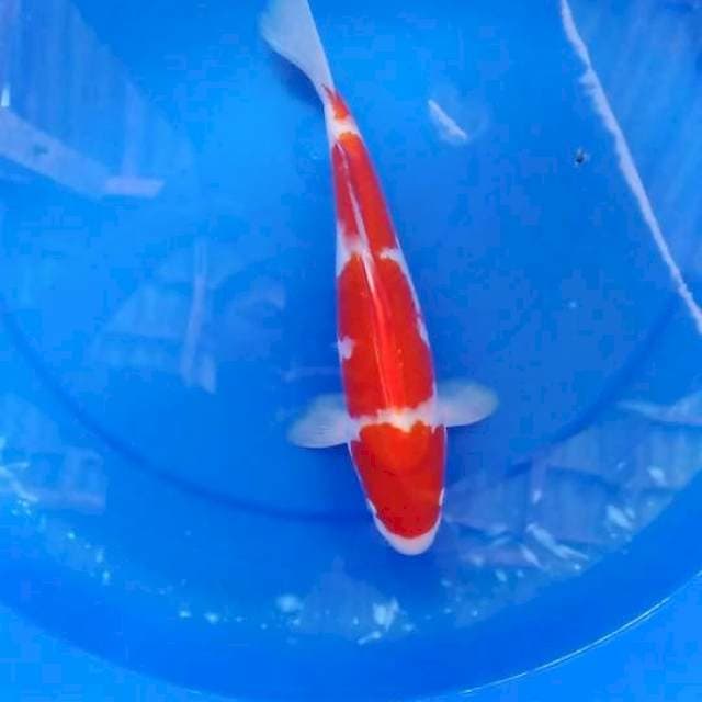 Kohaku calon bulky 30 cm