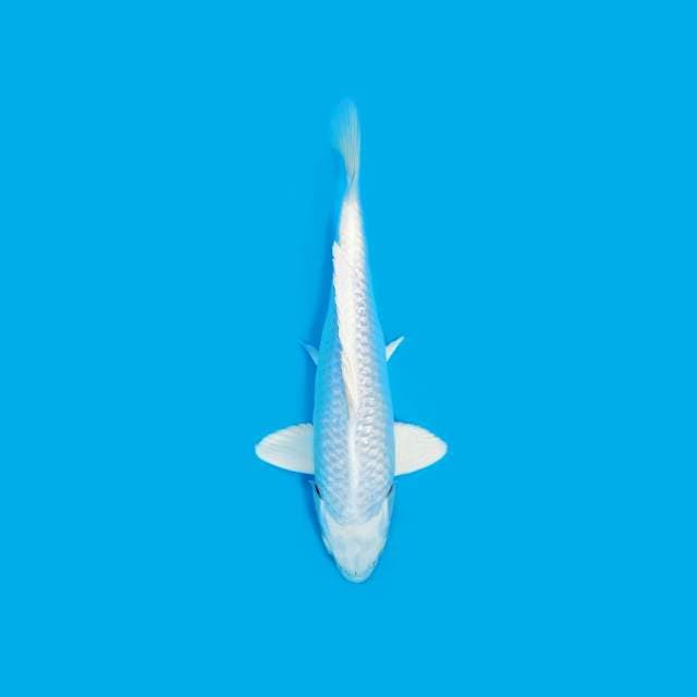 ND WHITESNOW2 28CM