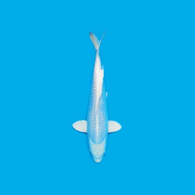 ND WHITESNOW3 29CM