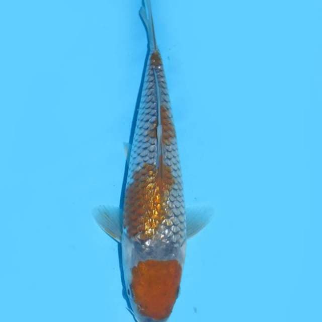 25cm - Full Ginrin - Maruten Ochiba