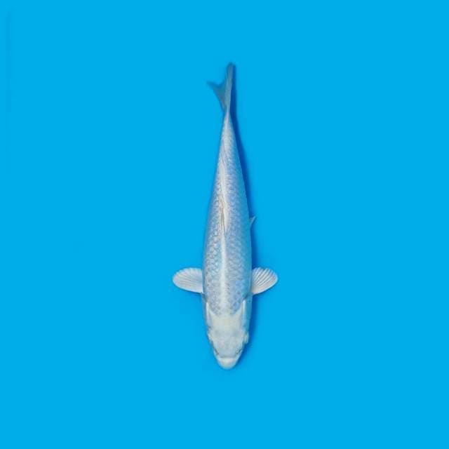 ND WHITESNOW6 27CM