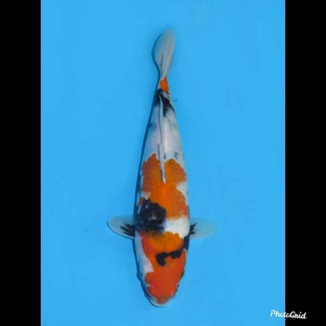 32cm - Bakat Jumbo - Kindai Showa Male