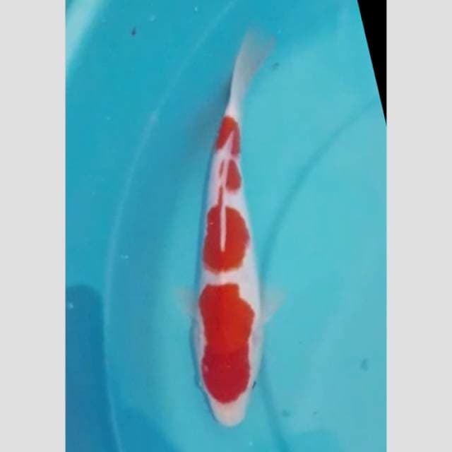 kohaku strong colour original 4step