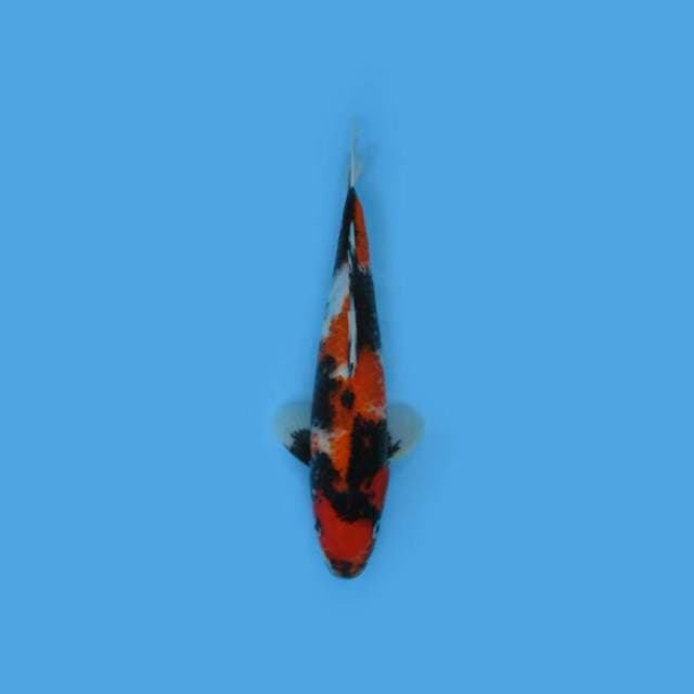 BKS ( SHOWA BLACK JET 31 CM )