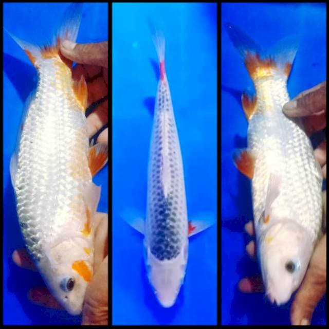 30 cm Asagi jaring rapih warna samping rapih juga