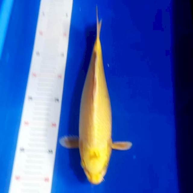 Yamabuki ogon 35cm bulky n joss mantebb