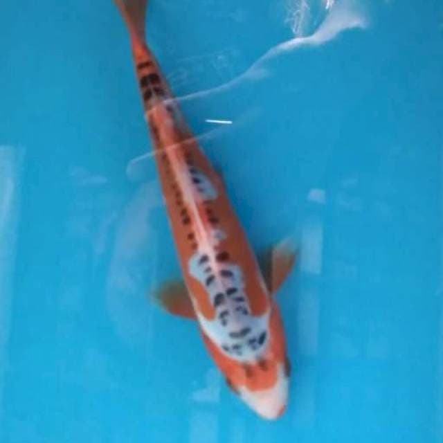 Baby shusui 18cm