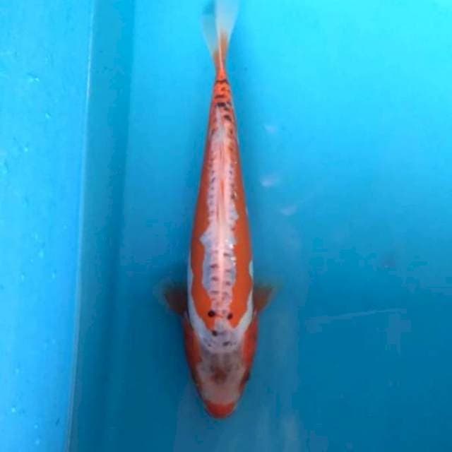 Baby shusui 22cm