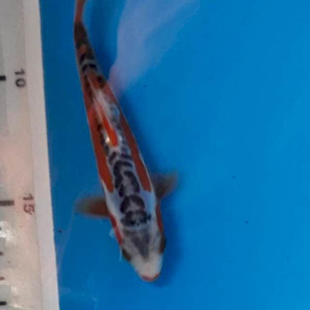 Baby shusui 14cm