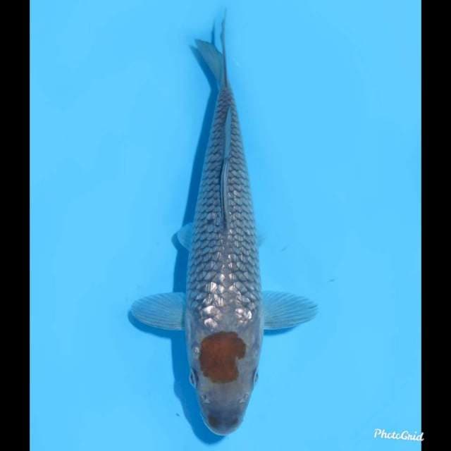 20cm - Tancho Ochiba Ginrin Male