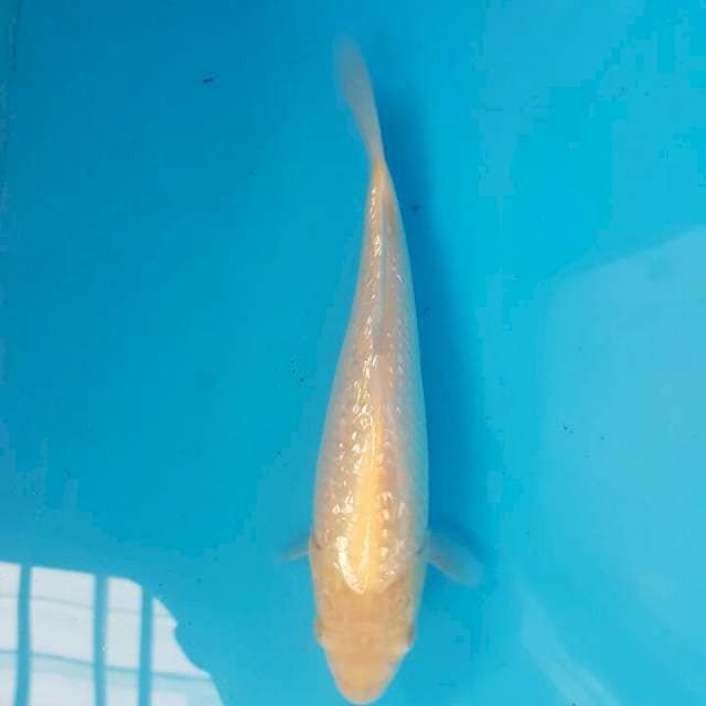 Karashi Ginrin F1 Ogata