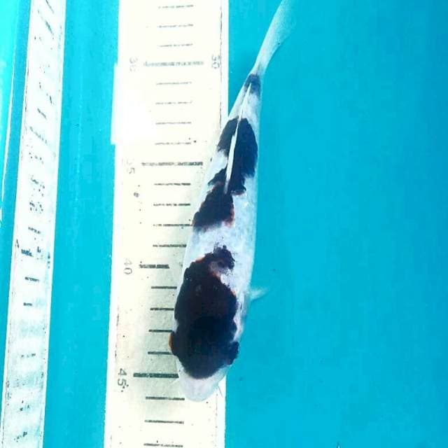 Budo Goromo, 18 cm