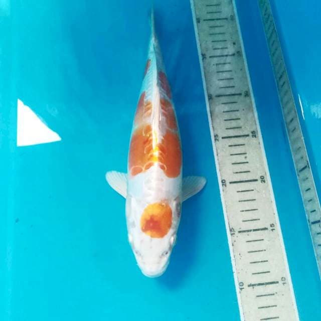 Hariwake Doitsu, 30 cm