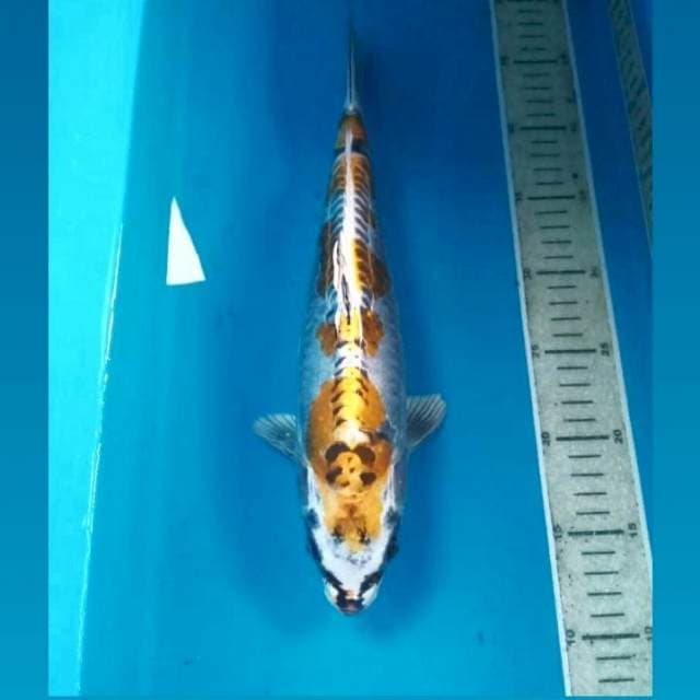 Kikokuryu, 35 cm