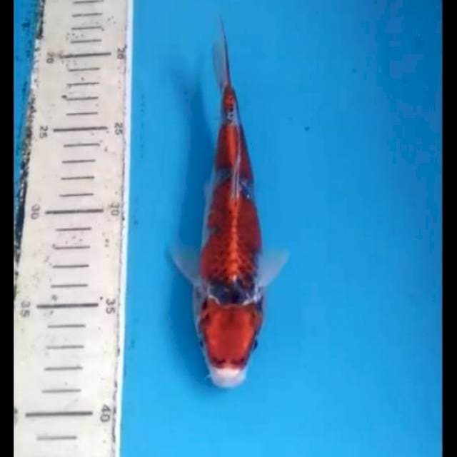 Goshiki 19cm