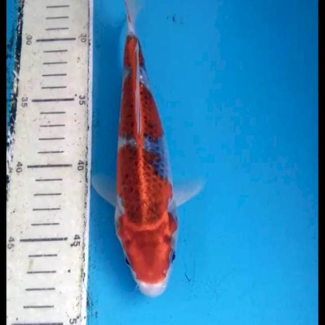 Goshiki 23cm