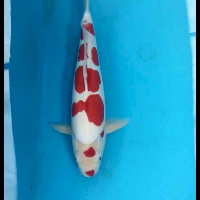 Doitsu Kohaku 43cm Male