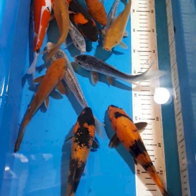 MIX KOI HI UTSURI SANKE CHAGOI ASHAGI 12 EKOR SIZE 15-25 CM
