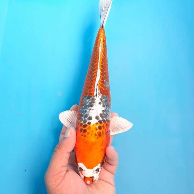 Kujaku FM 30 cm