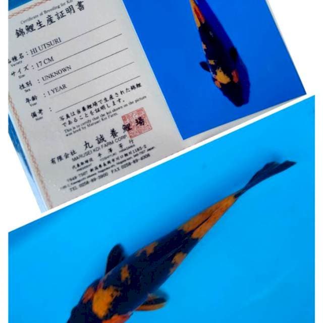 Hi Utsuri Serti Marusei