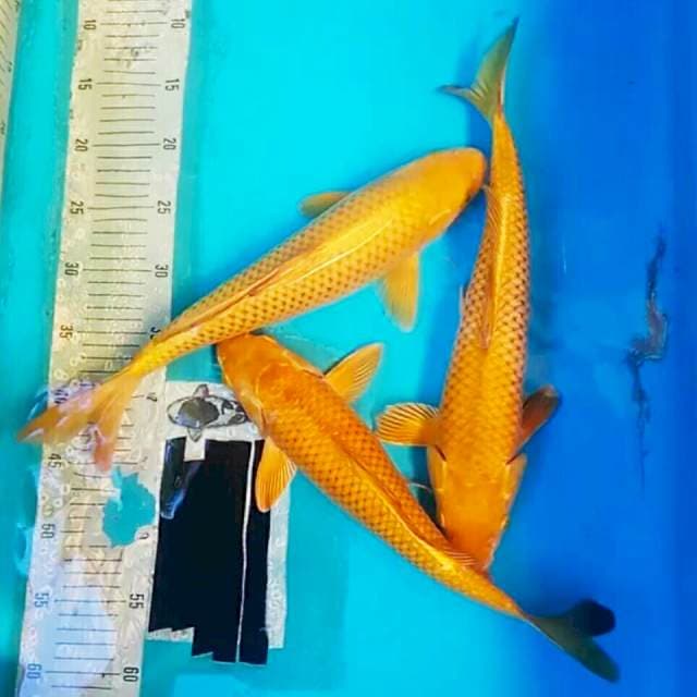 Chagoi jumbo 38,40,40cm.