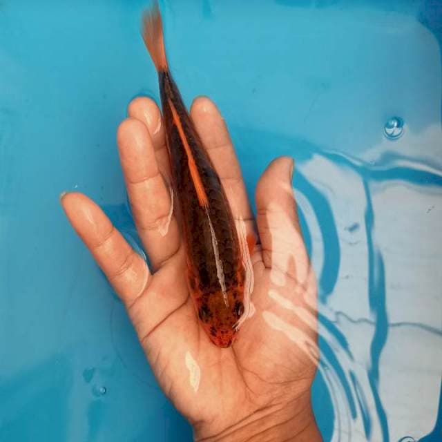 F1 IMPORT AKA MATSUBA SISIK NAGA BONAR ๐