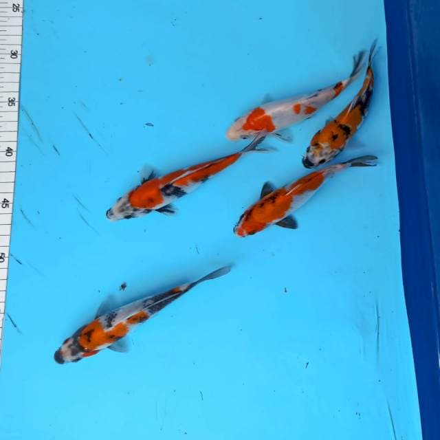 PAKET 5 EKOR 16 CM SUPER HEMAT