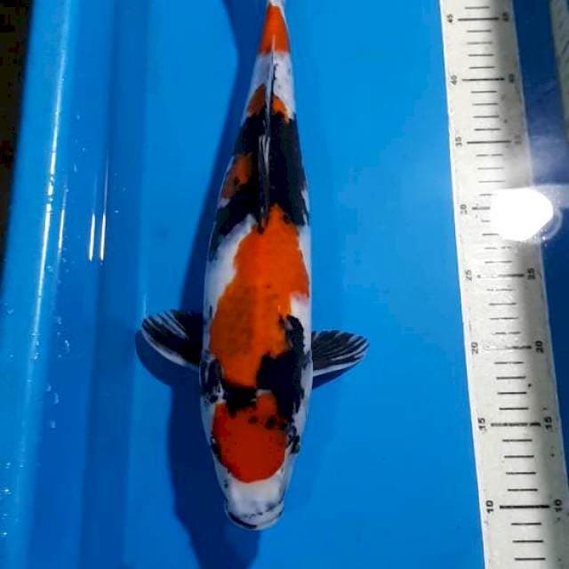 KINDAI SHOWA 43 CM