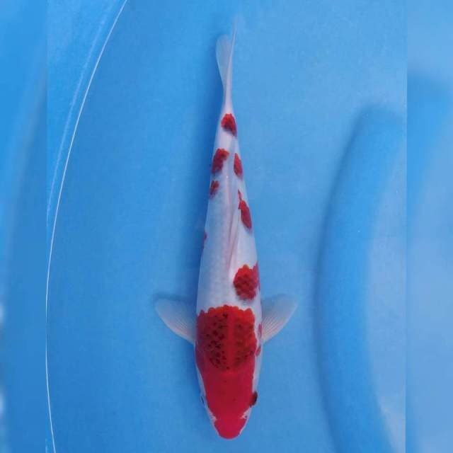 Okawa Ai Goromo