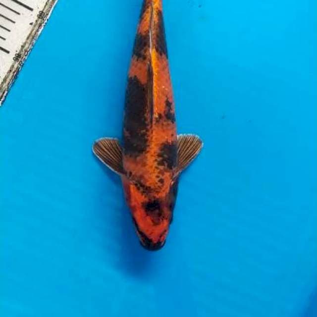 Kin utsuri 35cm