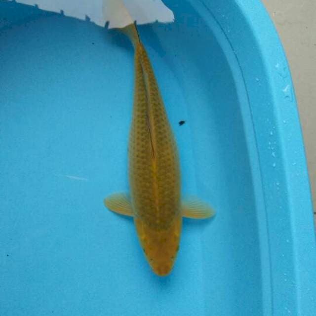 MIDORI 40cm