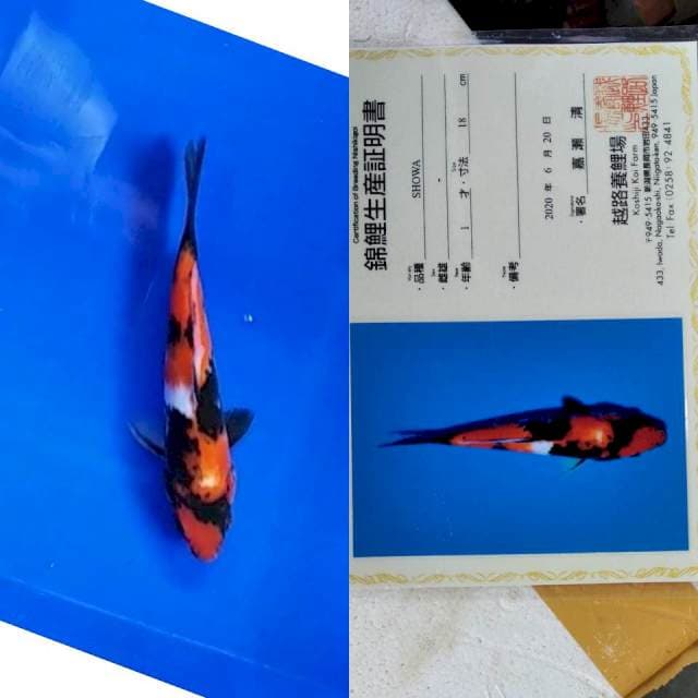 Showa koshiji farm serti
