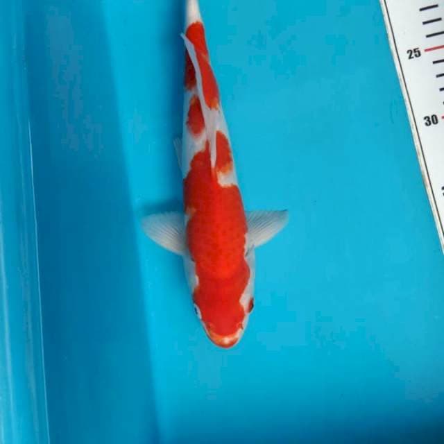 Kohaku