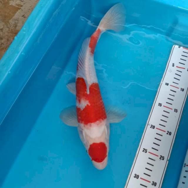 Kohaku Maruten setrong