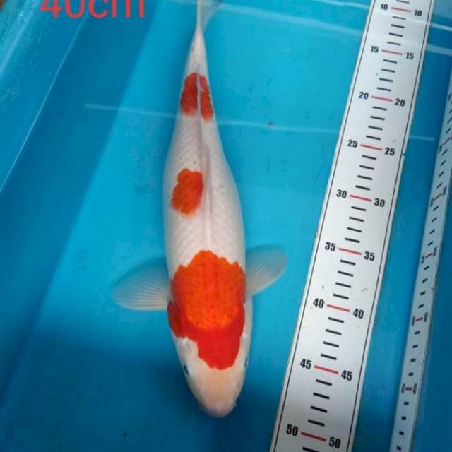 Kohaku