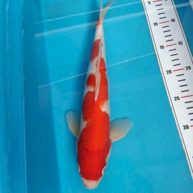Kohaku F1